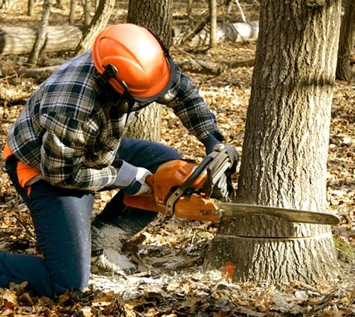 Tree Removal in Castlewood, VA